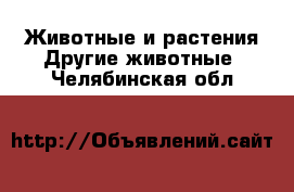 Животные и растения Другие животные. Челябинская обл.